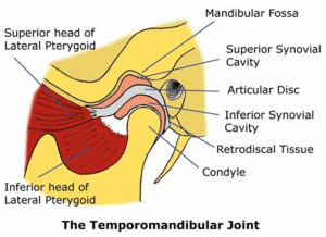 The Temporomandibular Joint